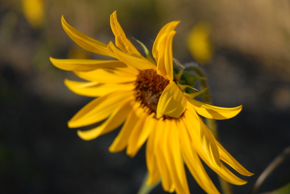 Fall sunflower
