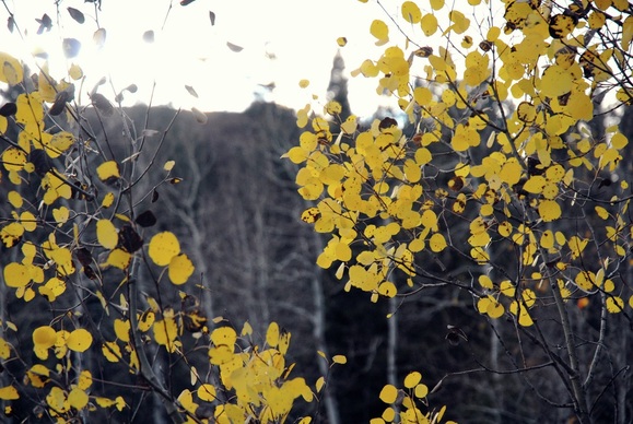 Fall leaves in Utah